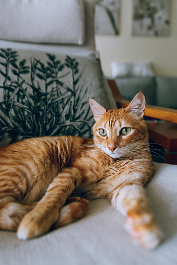 oranžová mourovatá kočka, ležet na židli, pohodlná židle, uvnitř, relaxace, Lounging Cat, Útulné nastavení, pet fotografování, domovní dekorace, zvířecí relax, domácí zvíře