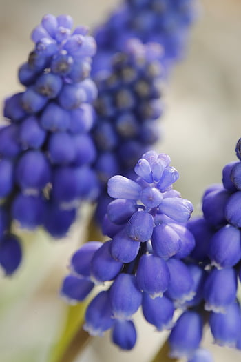 primavera, germoglio, crescere, pianta, natura, crescita, discendente, aprile, vita, fresco, scacciare