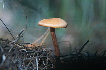 mushroom, fungi, moss, forest Floor, fall, forest, nature, closeup