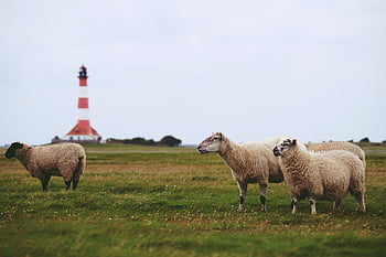 sheep, pasture, nature, livestock, wool, animal, mammal, north Sea, coast, lighthouse, tourism