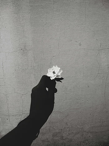 fotografie ve stupních šedi, ruka drží květinu, bílá květina, texturou zdi, černobílý, siluetová ruka, kontrast, Černý a bílý, minimalistický, umělecký, stálý život