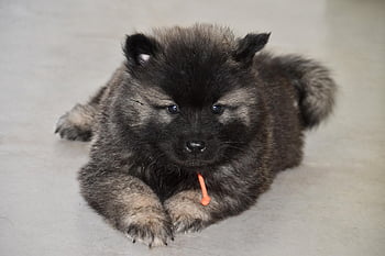 dog, puppy, young Dog Eurasier, male Eurasier Black Mask, puppy Rifter, animal, doggie, adorable, eurasier Puppy, nature, color Dark Sable