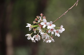 blomster, blomst tapet, blomst bakgrunn, kirsebærblomster, petals, gren, blomstrende, blomstringen, sakura, flora, sakura treet