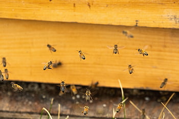 bees, colony, hive, honey, insects, pollen, beekeeping, apiary, beehive, summer, bee