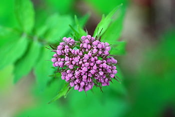 wildflower, mountain, valley, beauty, nature, abstract, life, flower Background, flower, beautiful Flowers, flower Wallpaper