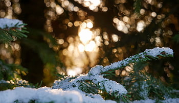 snow, branches, winter, tree, nature, trees, forest, pine, spruce, fir, frost