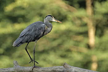 grey Heron, heron, bird, wildlife, water Bird, ornithology, lake, nature, animal