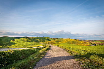 barley Fields, barley, canola Flowers, travel, nature, san Quirio, toscana, italy, undulating