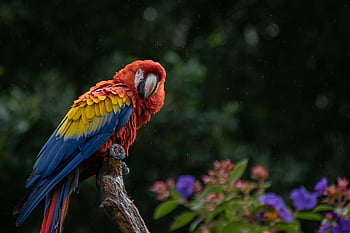 macaw, parrot, nature, bird, cacatua, cockatoo, animal, avian