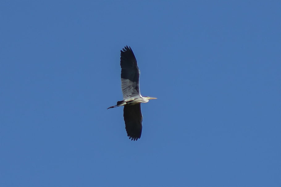 grey Heron, water Bird, fly, wing, fishing Bird, sunshine, animal, nature