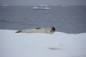 Gray Sea Lion, seal, ice, ocean, icebergs, serene moment, lounging, Arctic, wildlife, marine life, cold environment