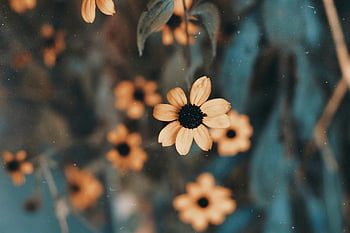 susan dagli occhi neri, fiore giallo, messa a fuoco superficiale, fotografia ravvicinata, fiore che sboccia, sfondo focalizzato su morbido, immagine floreale, fotografia naturalistica, fiore del giardino, Primo piano dettagliato, fiore all'aperto