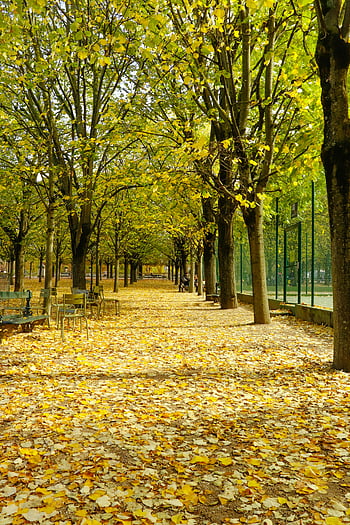 Herbstblätter, Parkweg, lebendige gelbe Blätter, Serene Park, Gasse im Park, Herbstsaison, Outdoor-Landschaft, von Bäumen gesäumter Weg, natürliche Schönheit, friedliche Umgebung, Herbstszene