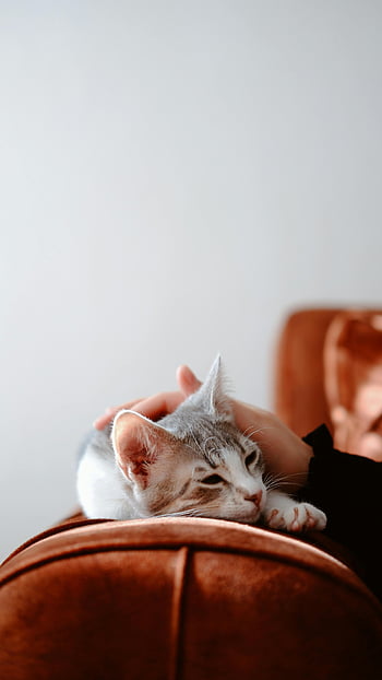 gatto petting di persona, gatto sul divano, divano arancione, gatto domestico, gentile carezza, divano peluche, calore, la tranquillità, Cat sereno, gatto petting, divano marrone