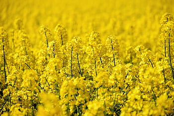 rzepak, pole rzepaku, kwiat rzepaku, pole, krajobraz, Natura, żółty, wiosna, rolnictwo, kwitnąć, kwiat
