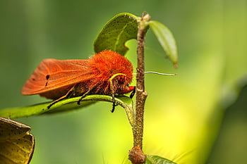 rubínový tygr, hmyz, mol, phragmatobia fuliginosa, lepidoptera, metamorfóza, zvíře, fauna, Příroda, zblízka, makro
