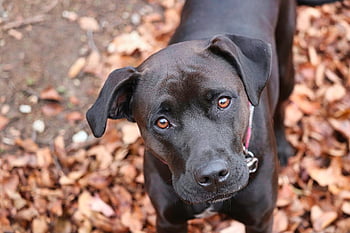 pugile, cane, animale, animale domestico, canino, carina, natura, cucciolo, all'aperto, ritratto, nero