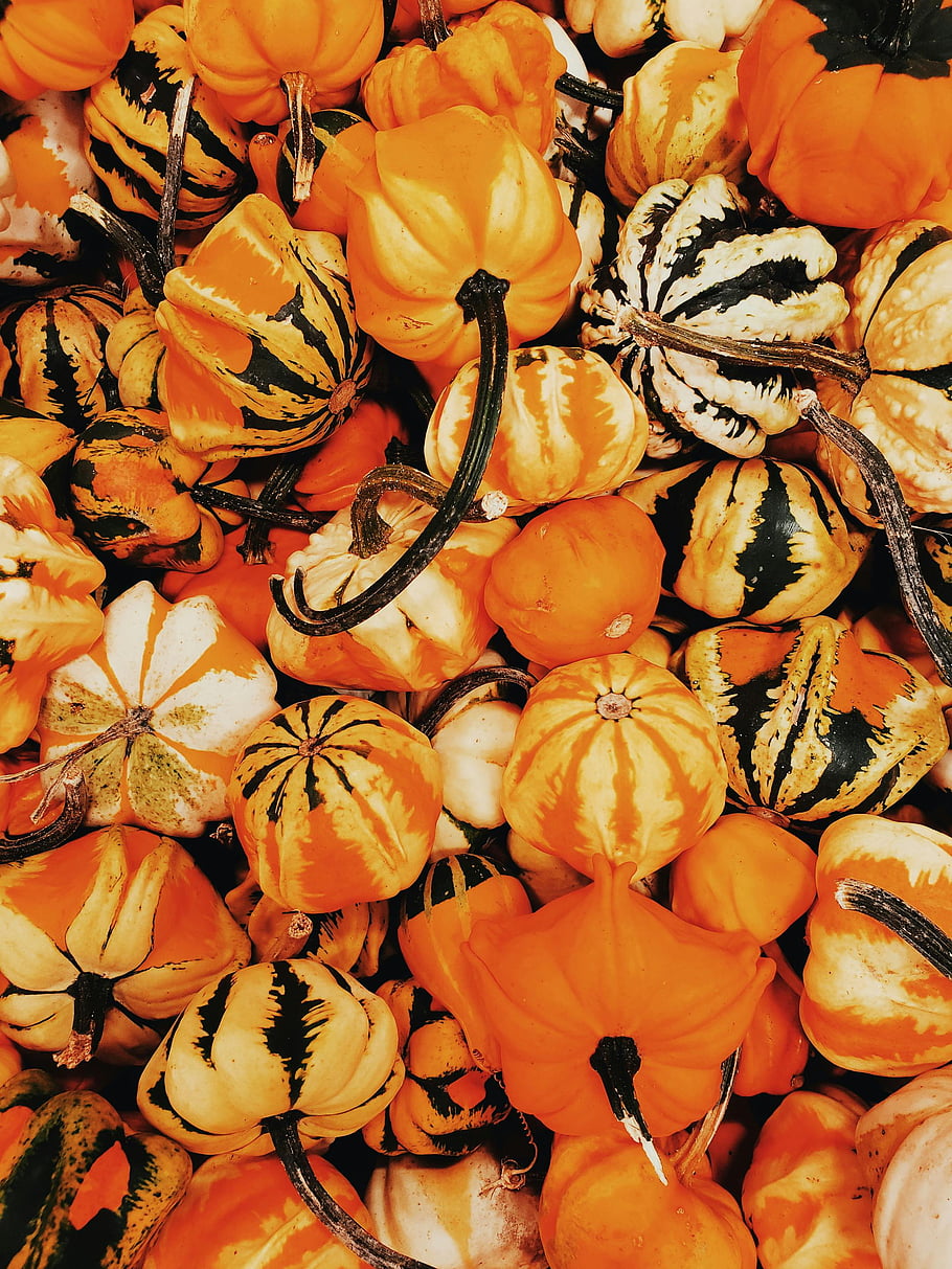 pumpkin, decorative gourds, fall harvest, colorful assortment, fill the frame, autumn, harvest season, orange pumpkins, gourd varieties, seasonal produce, harvest display