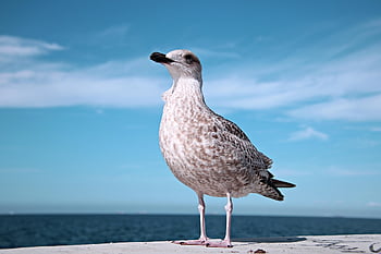 seagull, bird, perched, animal, feathers, plumage, beak, bill, bird Watching, ornithology, animal World