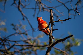 petirojo, bird, passerines, peak, ornithology, feather, animals, nature, pyrocephalus Rubinus, churrinche, red-breasted Flytrap