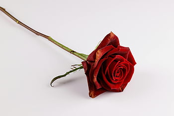 Trandafir roșu, fundal alb, Teme romantice, lung stem, floare frumoasa, floare rosie, Imagine florală, Trandafir, floare romantică, un singur trandafir
