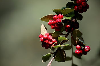 cotoneaster, cotoneaster Dielsianus, shrub, branch, nature, close Up, slightly Toxic, bokeh, rock Medlar, ground Cover, berry