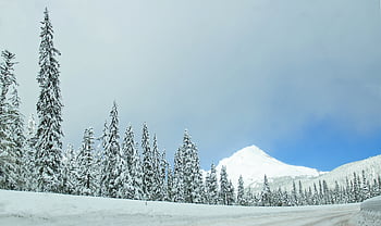 Noël, neige, la nature, Contexte, forêt, blanc, du froid, de plein air, saison, Météo, congelé