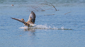 bird, goose, ornithology, species, fauna, avian, animal, beak, wildlife, greylag Goose, water Bird