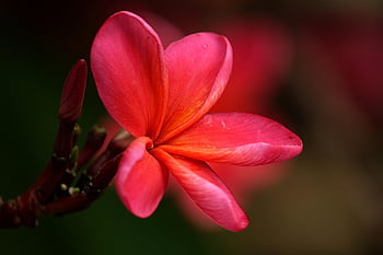 roșu frangipani, floare, plantă, fundal de floare, floare rosie, plumeria, flori frumoase, frangipani, floare tapet, petale, a inflori
