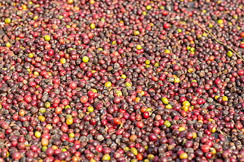 coffee Flowers, coffee Background, asia Coffee, laos Coffee, tree, leaf, seedlings, asia, minas, fruits, laos Woman