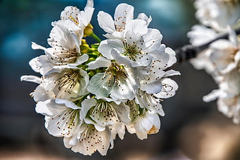 flowers, spring, flower, plant, petals, branch