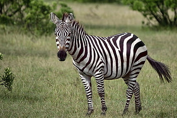 animal, zebra, nature, wild, wild Life, africa, kenya, nikon, safari, animals