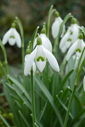 snowdrop, galanthus Nivalis, beautiful Flowers, flower Wallpaper, daffodil Family, they're Poisonous, flower, flora, nature, flower Background, white