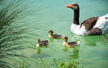 Kachny, Kachňata, ptáků, zvířat, vodní ptáci, vodních ptáků, peří, letní, tráva, jezero, Příroda
