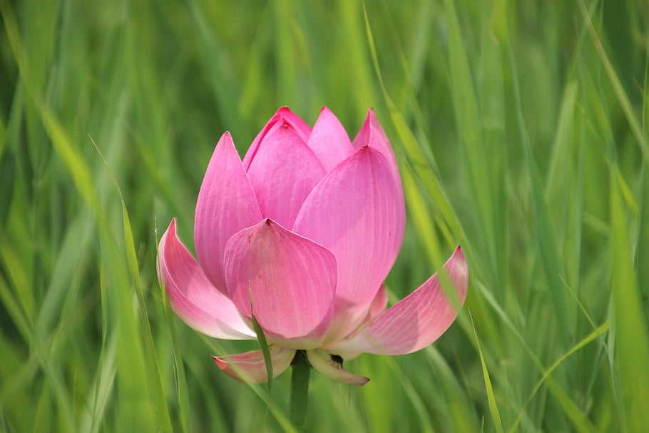 lotus Flower, water Lily, aquatic Plants, grass, grass Blades, bloom, blossom, pink Flower, nature, close Up