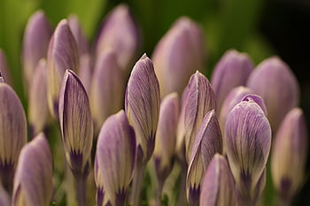 květiny, botanika, krokus, jarní bloomer, žárovky květiny, květinové tapety, Příroda, flóra, jaro, krásné květiny, květinové pozadí