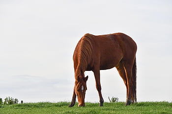 paard, dier, begrazing, bruin paard, natuur, grazen, paarden, hengst, manen, zoogdier, weide