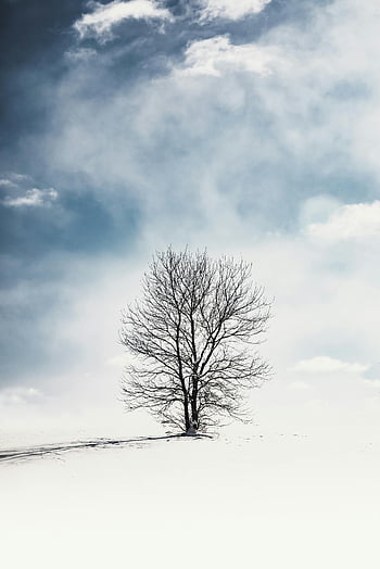 holý strom, zasněžené pole, zimní obloha, osamělý strom, klidná krajina, zatažená obloha, zimní scény, zasněžená zem, zimní fotografie, fotografování přírody, zimní krajina