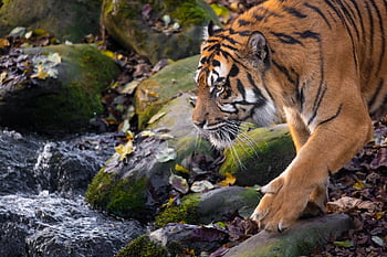 tygr, volně žijících živočichů, zvíře, dravec, domácí zvíře, kočka, zoo, nebezpečný, Příroda, divočina, fotografování divoké zvěře
