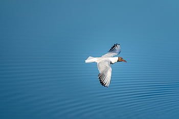 bird, flying, animal, feather, nature, wildlife, wing, flight, fly, isolated, blue