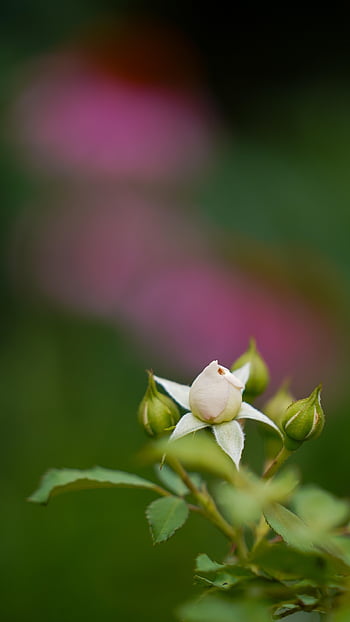 rosebud, rose, blooming, flower Bud, garden, plant, nature, flora, close Up, white, petals