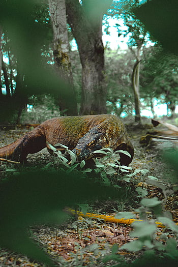 varan komodský, varanus komodoensis, Přírodní lesní stanoviště, volně žijících živočichů, komodo monitor, dravé zvíře, listy, les, plaz, Příroda, divoké zvíře