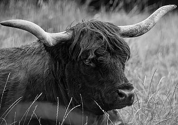 cattle, highland Cattle, cow, highland Cow, bovine, ruminant, livestock, horns, mammal, animal