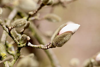 magnolia Stellata, magnolia, star Magnolia, flowering Branch, spring Awakening, flower Bud, blossom, bloom, shrub, ornamental Shrub, blooming Branch