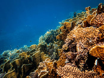 サンゴ礁、 水中写真、 活気のあるサンゴ、 海上生活、 カラフルなサンゴ、 海の風景、 水中ビュー、 多様な海洋生物、 サンゴの多様性、 海洋生態系、 水中の風景