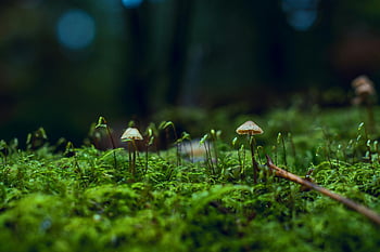 houby, detail, lesní podlaha, pokryté mechem, klidný, Příroda, les, zeleň, venkovní, flóra