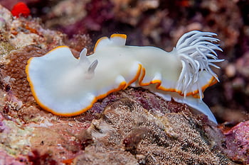 jack Drafahl, stock Photos, sue Drafahl, underwater Solomons, www, earthseapublishing, com, jackandsue, nature, sea, beach