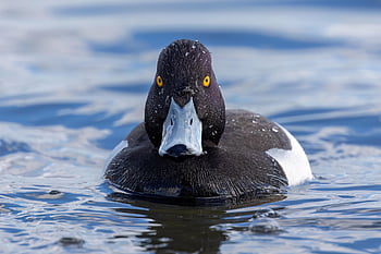 anatra, anatra tufted, uccello, uccelli acquatici, aviaria, acqua, occhio, Wildbird, natura, ornitologia, piume