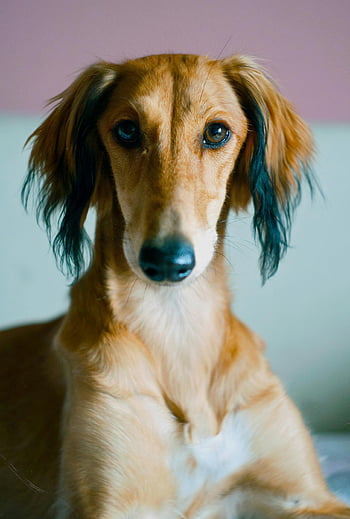 Persian Greyhound, Saluki dog, calm expression, indoor setting, adorable dog, portrait photo, looking at camera, pet photography, dog breeds, indoor pet, animal photography