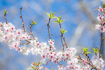 flowering Branch, japanese Cherry Blossom, ornamental Cherry, branch, blossom, bloom, roses, japanese, ornamental Plant, yoshino Cherry Tree, smell